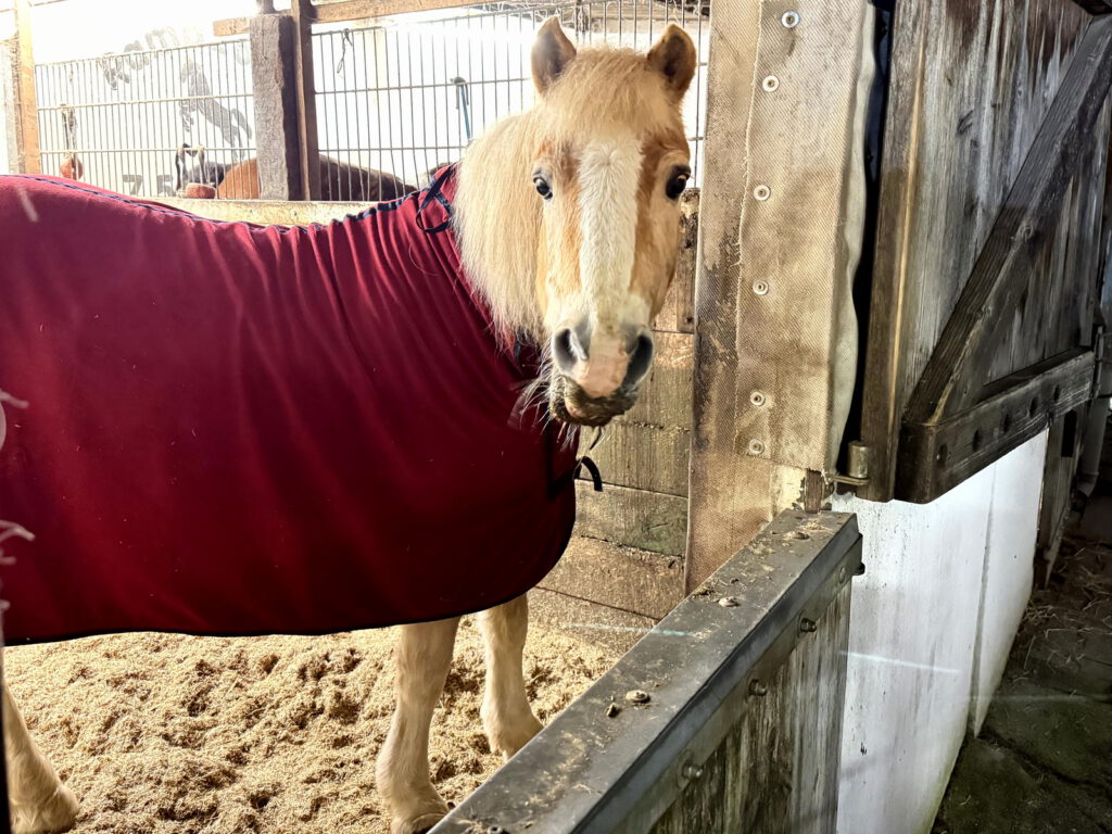 Heimatverein Bodelschwingh und Westerfilde e.V. - Lebender Adventskalender 2025